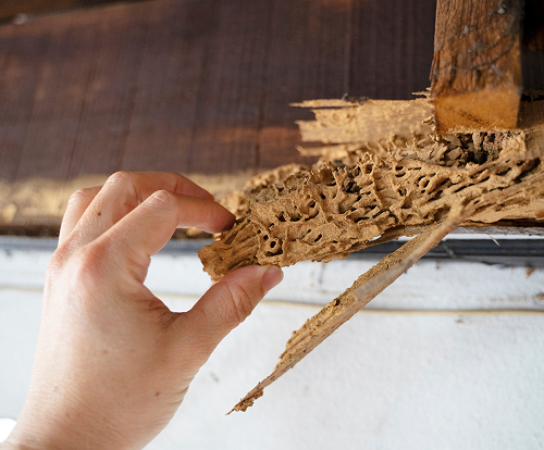 Termite Control