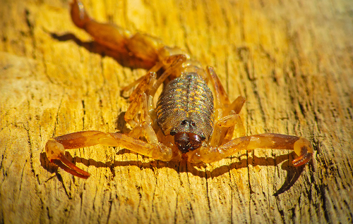 Scorpion Control