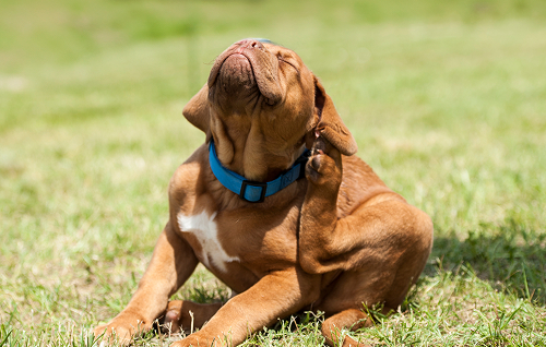 Flea & Tick Control