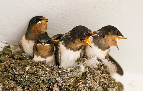 Bird & Bat Control
