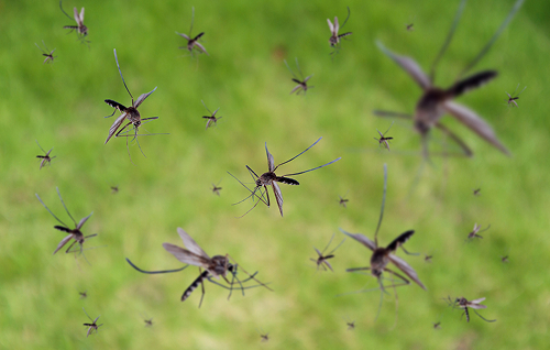Mosquito Control