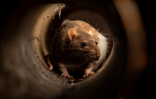 Rodent Control