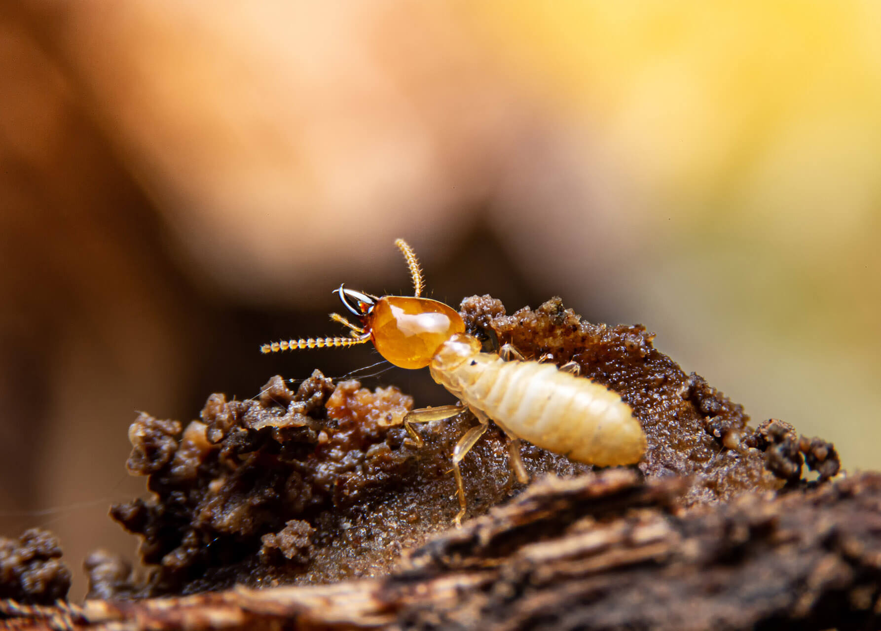 Desert Castle Pest Control Mesa AZ Pest Rodent Termite Control Company pest control stinging insect desert termites 5